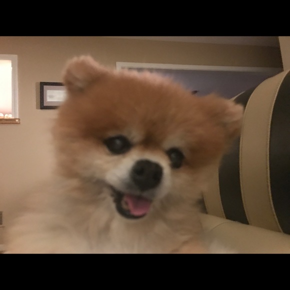 Meet your Posher, Barbie - Picture 4 of 5